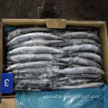 Saury Frozen Whole Round Pacific Saury Cololabis Saira Manufactory